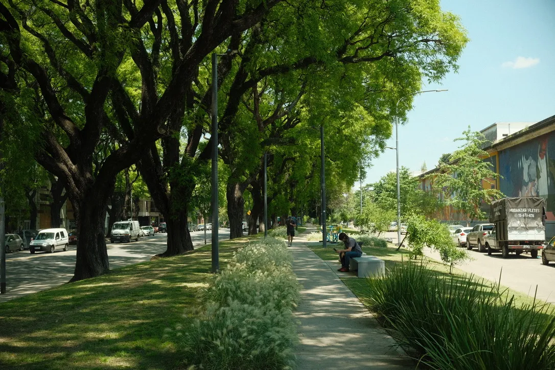 Tree-lined urban parkway with grassy median and sidewalk
