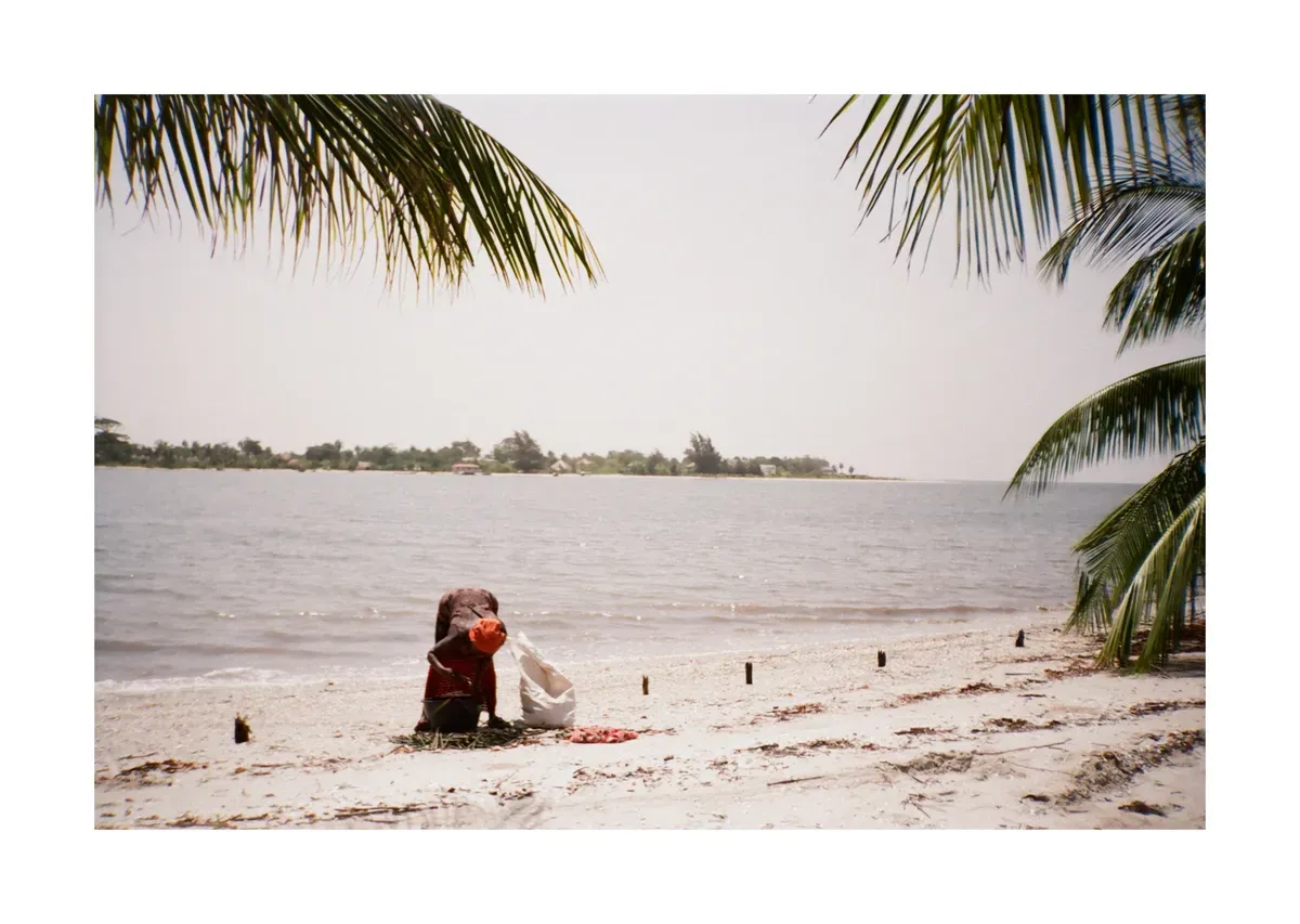 Woman with mangrove sprouts